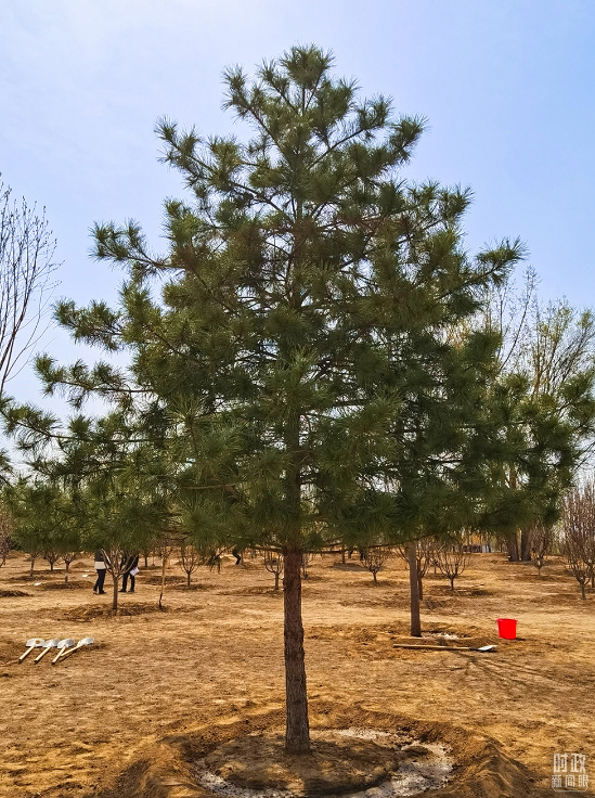 参加首都义务植树活动，习近平为何强调这三个关键词？